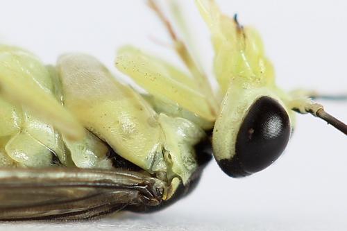 Pachyprotasis antennata