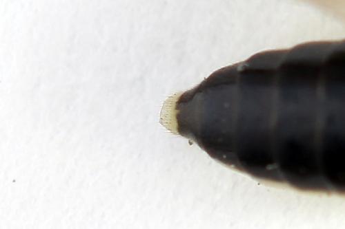 Pachyprotasis antennata