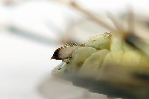 Pachyprotasis antennata