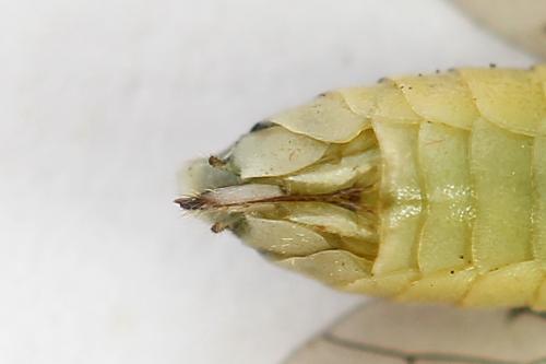 Réf. 224 260 : Pachyprotasis antennata