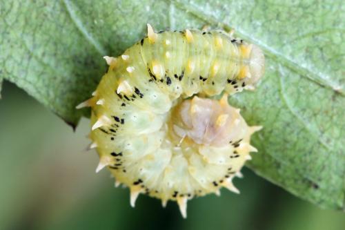 Réf. 224 448 : Siobla sturmii