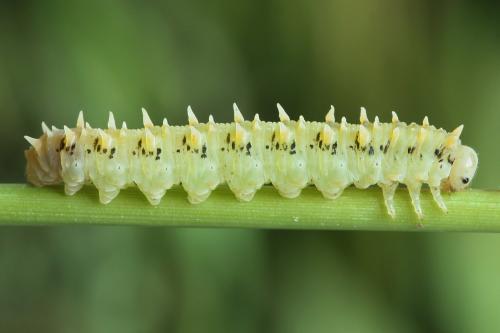 Réf. 224 449 : Siobla sturmii