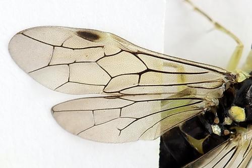 Réf. 224 261 : Pachyprotasis antennata