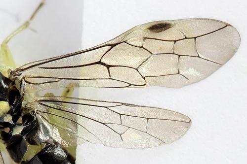 Pachyprotasis antennata