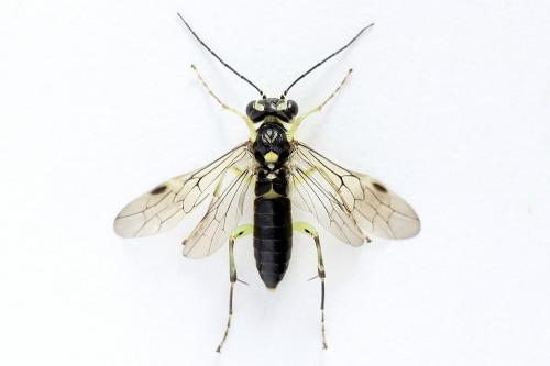 Pachyprotasis antennata