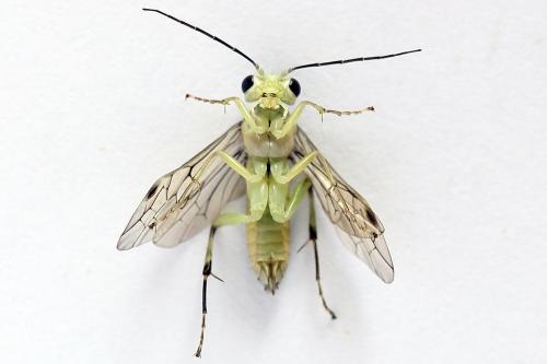 Pachyprotasis antennata