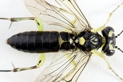 Réf. 224 266 : Pachyprotasis antennata