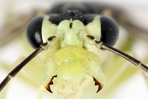 Pachyprotasis antennata
