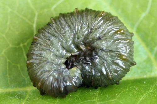 Réf. 224 451 : Siobla sturmii