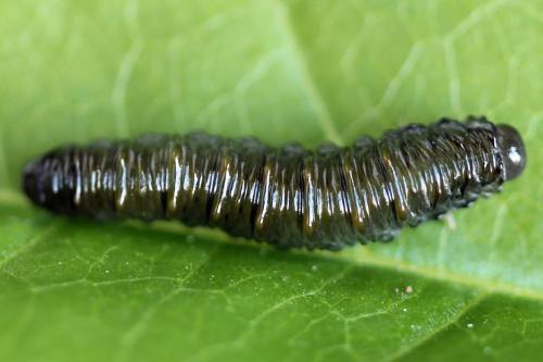 Réf. 224 452 : Siobla sturmii