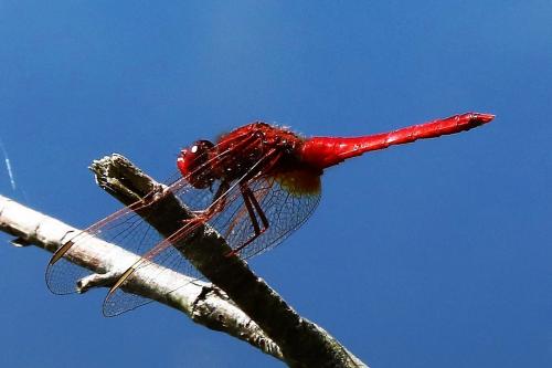 Réf. 224 292 : Crocothemis erythraea