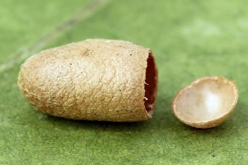 Diprion similis