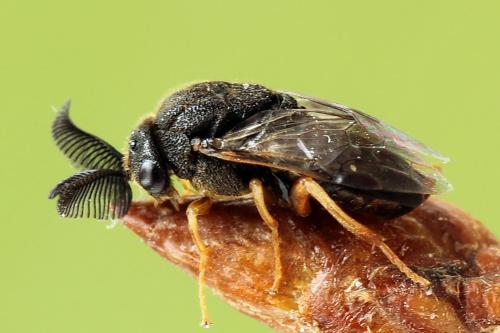 Réf. 224 073 : Diprion similis