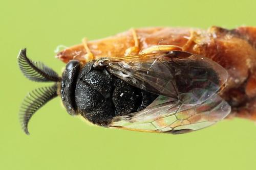 Diprion similis