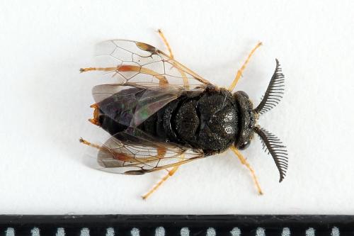 Diprion similis