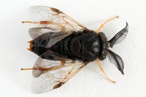 Réf. 224 076 : Diprion similis
