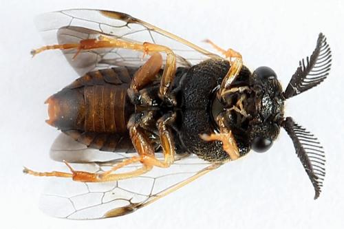 Réf. 224 078 : Diprion similis