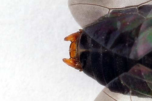Diprion similis