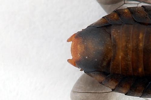 Réf. 224 080 : Diprion similis