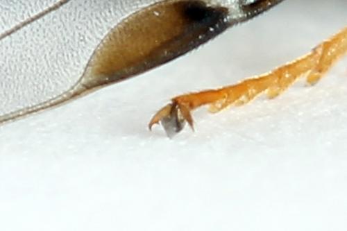 Diprion similis