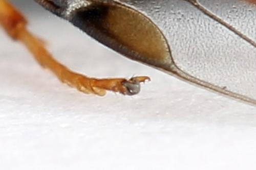 Diprion similis