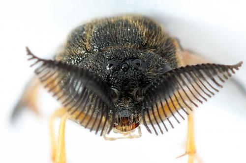 Réf. 224 085 : Diprion similis
