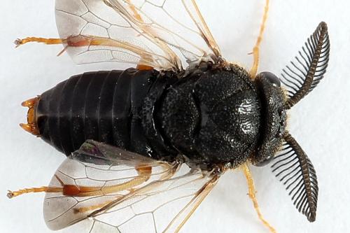 Diprion similis