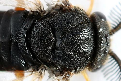 Diprion similis