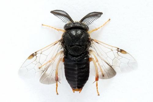 Diprion similis