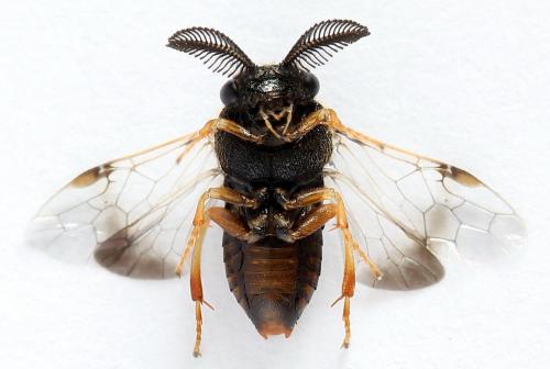 Diprion similis