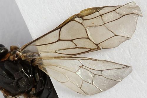 Mesoneura opaca