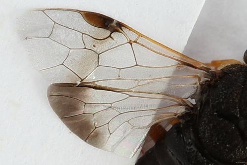 Diprion similis