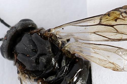 Mesoneura opaca