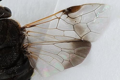 Diprion similis
