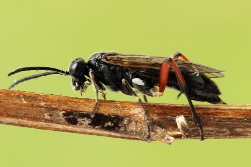 Réf. 224 341 : Macrophya sanguinolenta