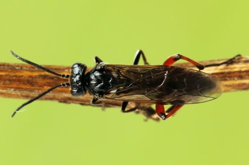 Macrophya sanguinolenta