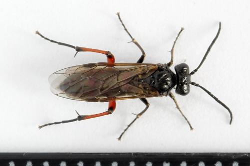 Macrophya sanguinolenta