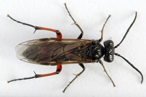 Réf. 224 344 : Macrophya sanguinolenta