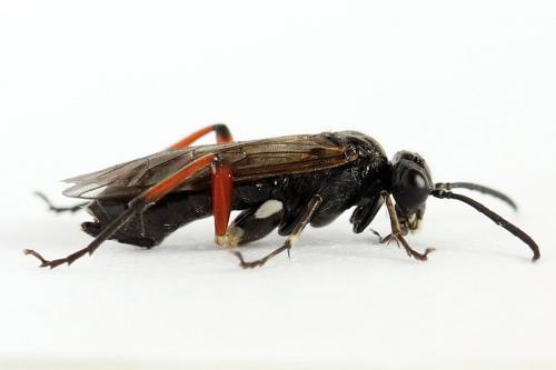 Réf. 224 345 : Macrophya sanguinolenta