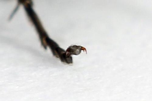 Macrophya sanguinolenta