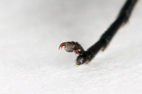 Macrophya sanguinolenta