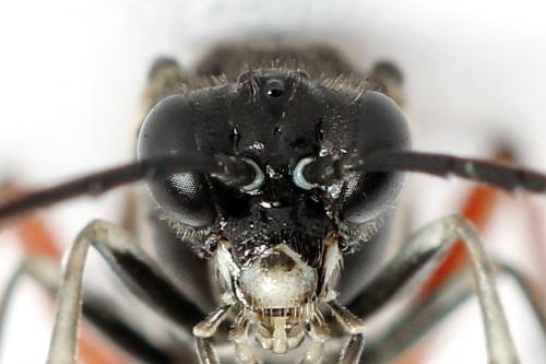 Macrophya sanguinolenta