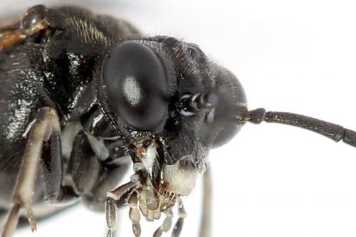 Réf. 224 350 : Macrophya sanguinolenta