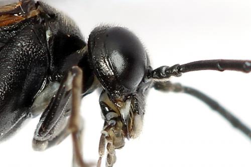 Réf. 224 351 : Macrophya sanguinolenta