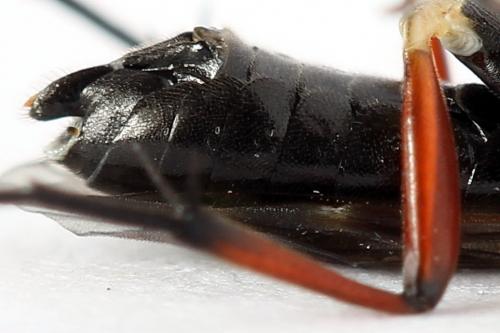 Macrophya sanguinolenta