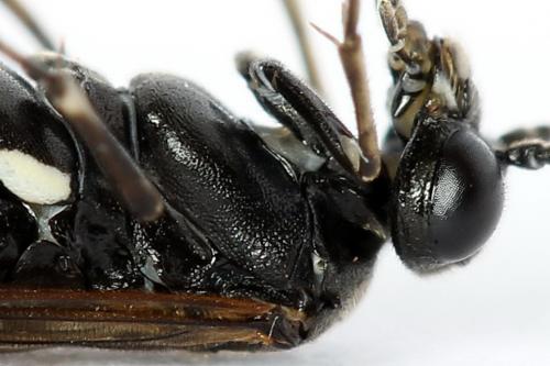 Réf. 224 353 : Macrophya sanguinolenta