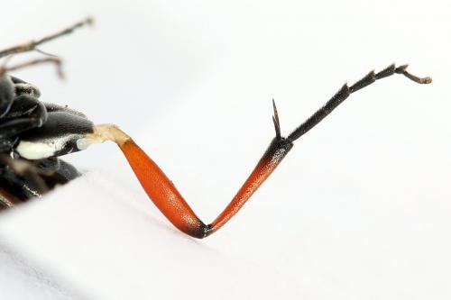 Macrophya sanguinolenta