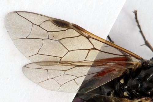 Macrophya sanguinolenta
