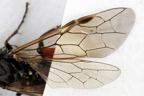 Réf. 224 356 : Macrophya sanguinolenta