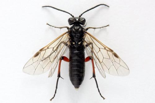 Réf. 224 357 : Macrophya sanguinolenta